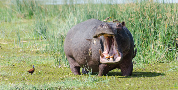 Flusspferd / Hippo