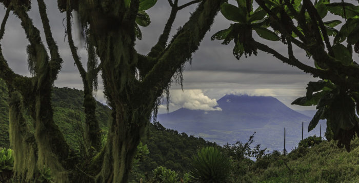 ParcNational des Volcans Ruanda