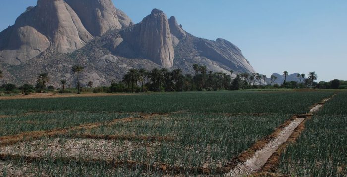 1200px-Kassala_onion_Totil