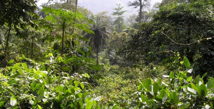 Togo pant im Rahmen verschiedener Umweltschutzmaßnahmen 25 Prozent seiner Wälder zu bewalden. © CC BY 2.0 flickr, Jeff Attaway